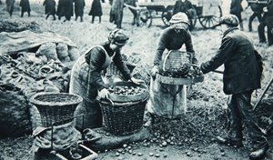 Femmes travailleuses de guerre sur la terre, illustration de The Illustrated War News, 7 mars 1917 - English Photographer